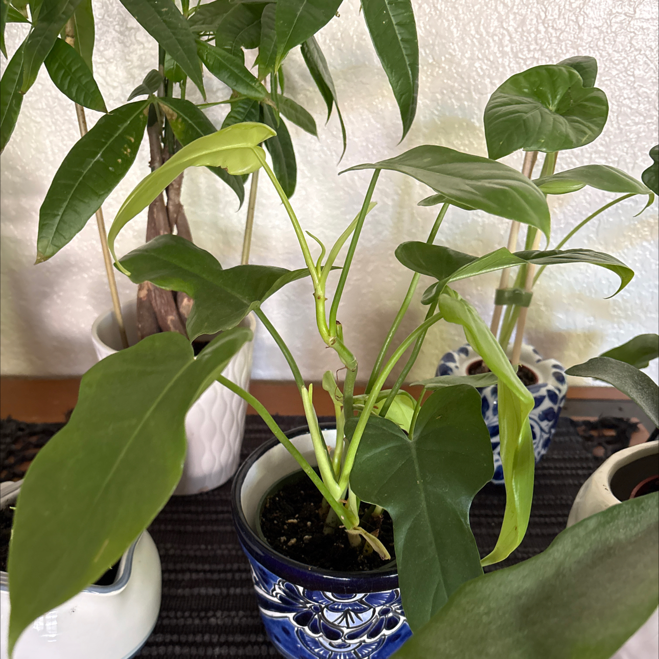 Photo of the plant species Philodendron Gold Violin by @Forbes57 named Antonio (Stradivari) on Greg, the plant care app
