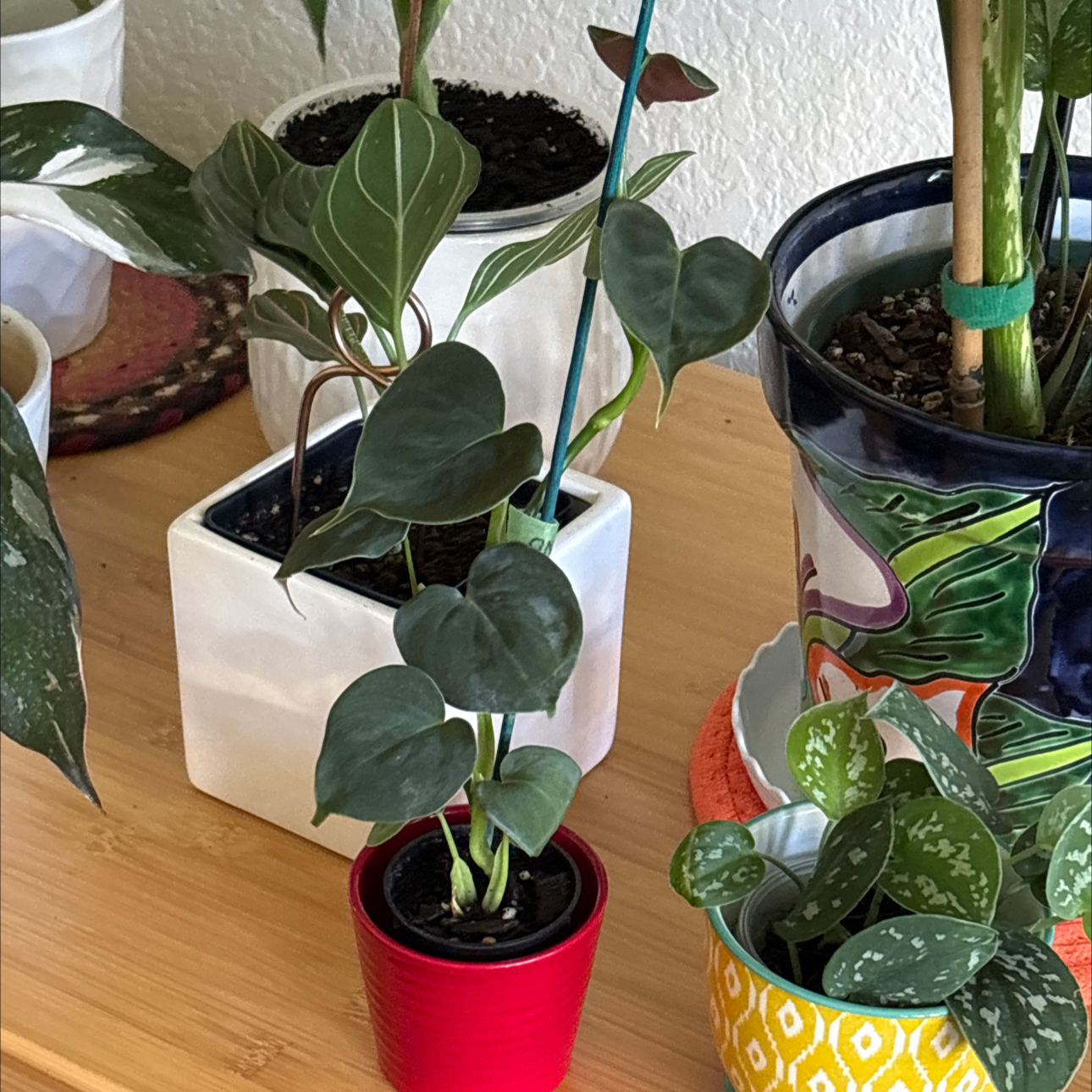 Photo of the plant species Philodendron lupinum by @Forbes57 named Remington on Greg, the plant care app