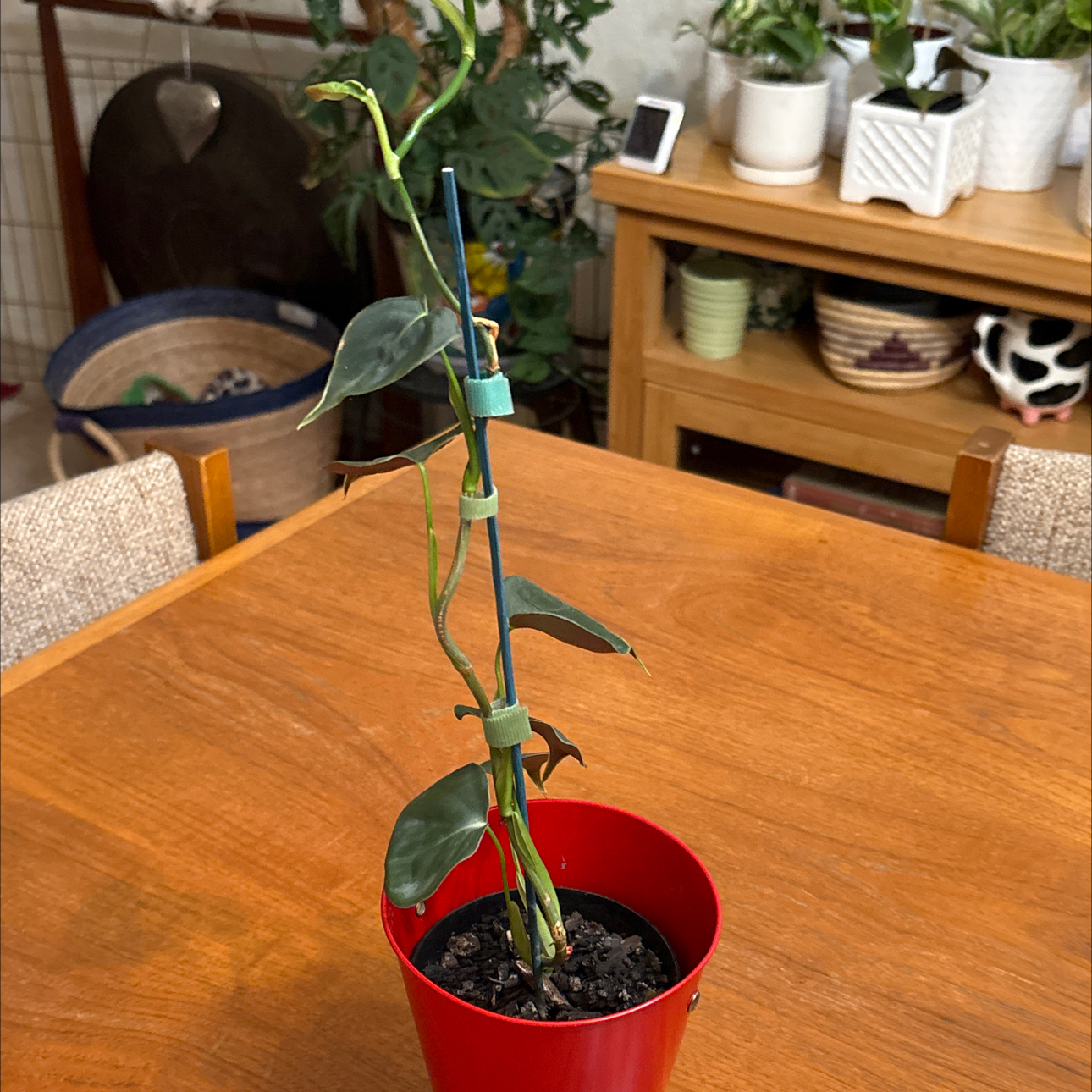 Photo of the plant species Philodendron lupinum by @Forbes57 named Remington on Greg, the plant care app
