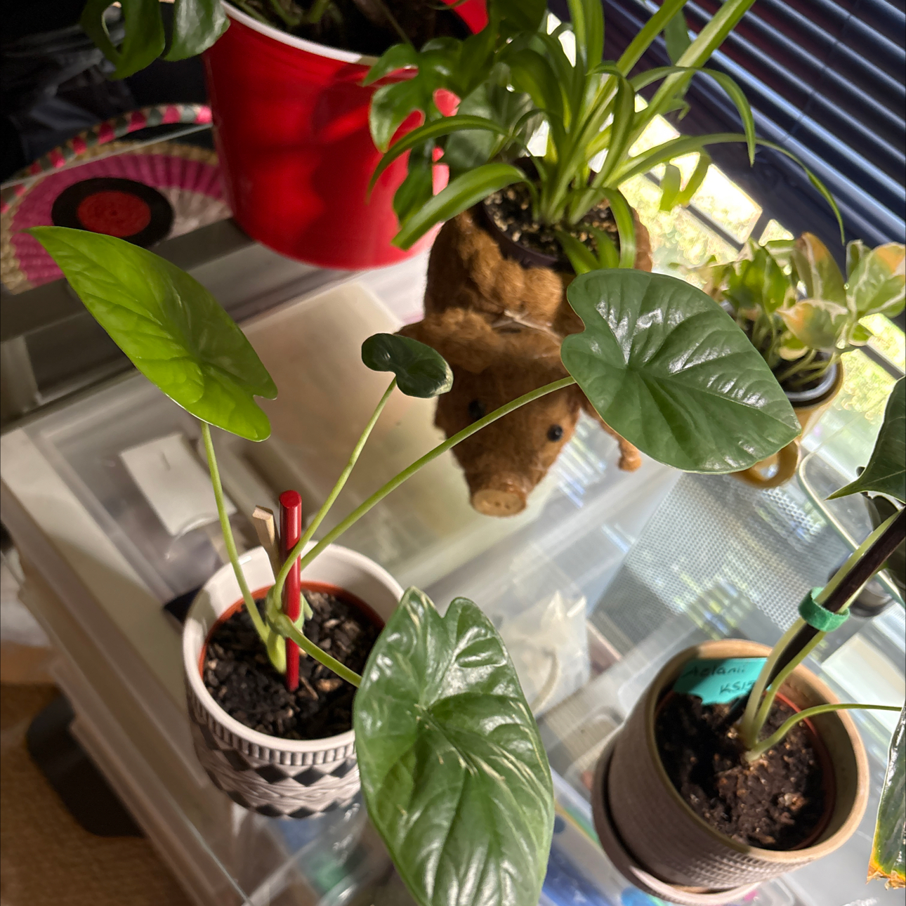 Photo of the plant species Alocasia Lukiwan by @Forbes57 named Estelle on Greg, the plant care app