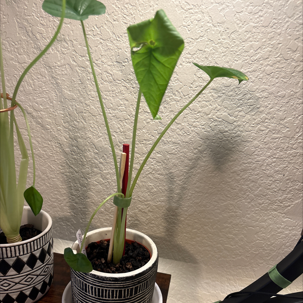 Photo of the plant species Alocasia Lukiwan by @Forbes57 named Estelle on Greg, the plant care app