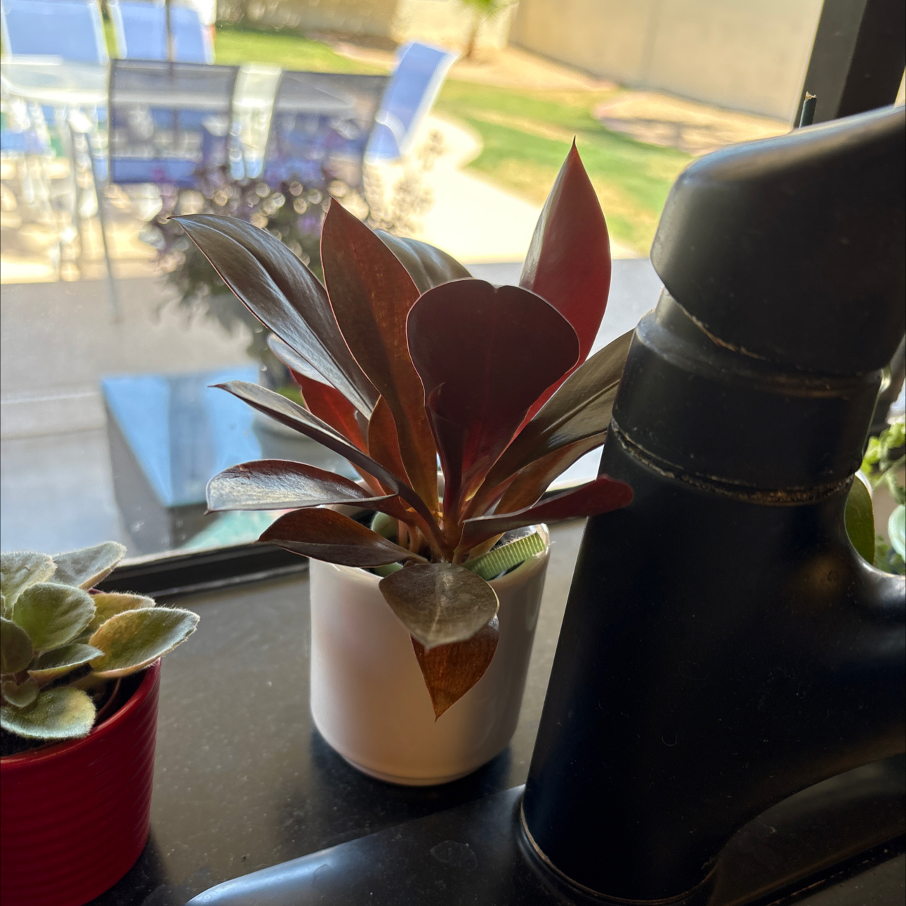 Photo of the plant species Linnaei Kunth by @Forbes57 named Leonard on Greg, the plant care app