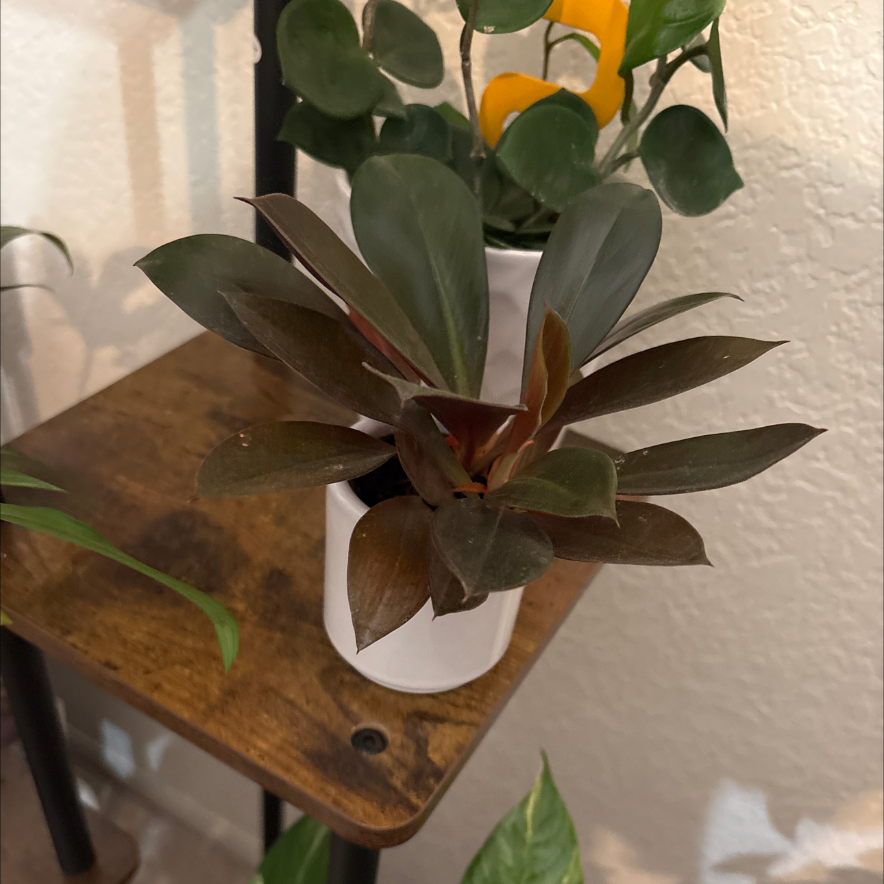 Photo of the plant species Linnaei Kunth by @Forbes57 named Leonard on Greg, the plant care app
