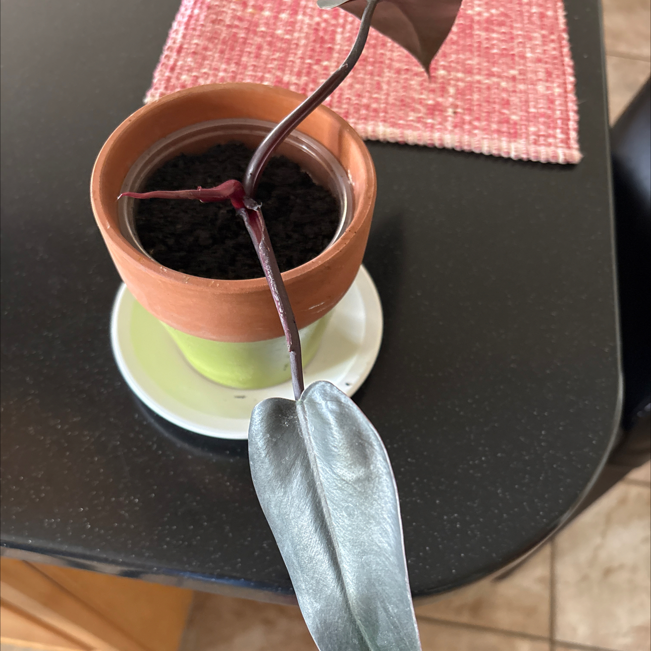 Photo of the plant species Bloody Mary Philodendron by @Forbes57 named Thoreau on Greg, the plant care app