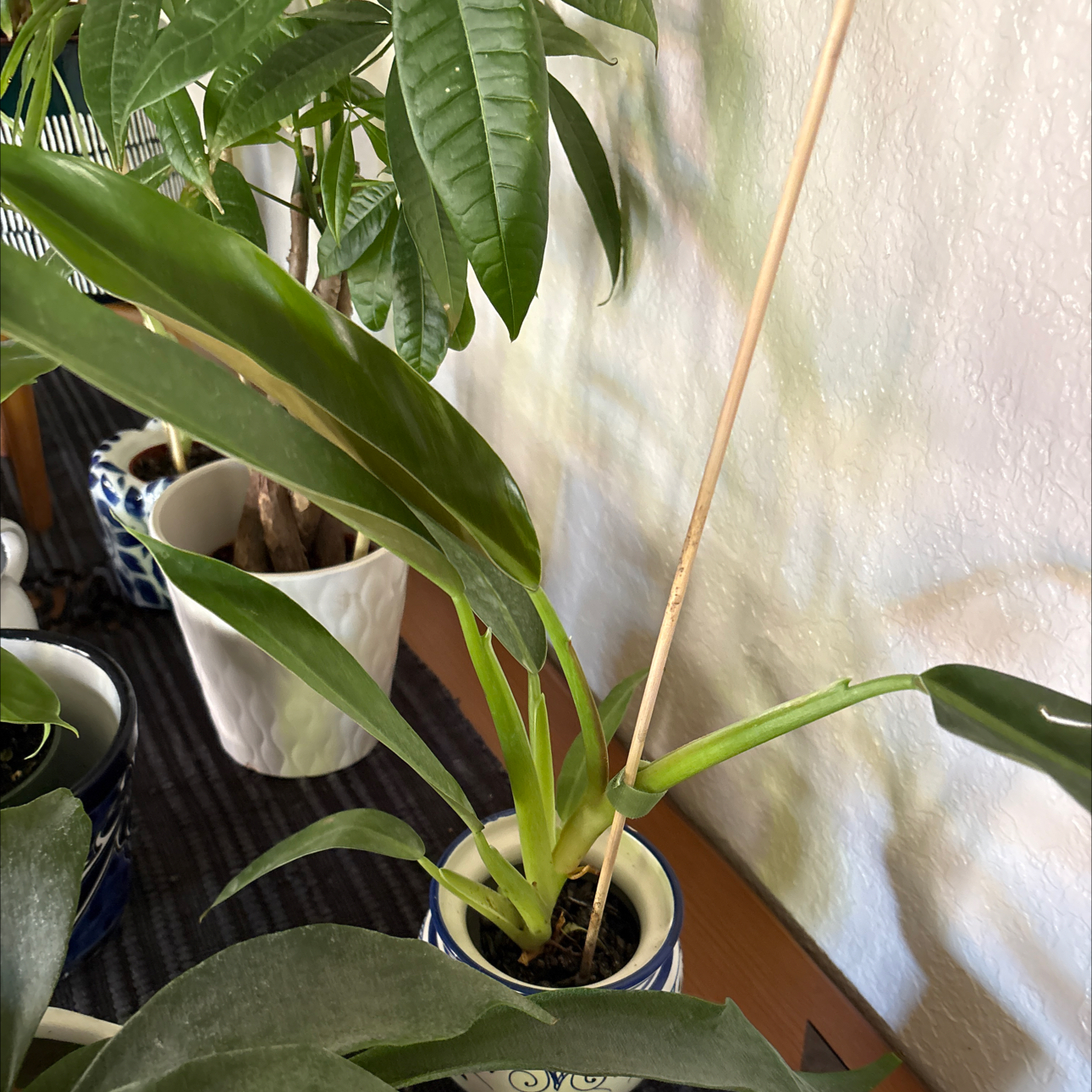Photo of the plant species Philodendron Ruizii by @Forbes57 named Marcel on Greg, the plant care app
