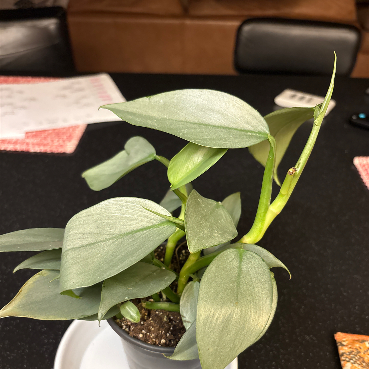 Photo of the plant species Silver Sword Philodendron by @Forbes57 named D’Artagnan on Greg, the plant care app