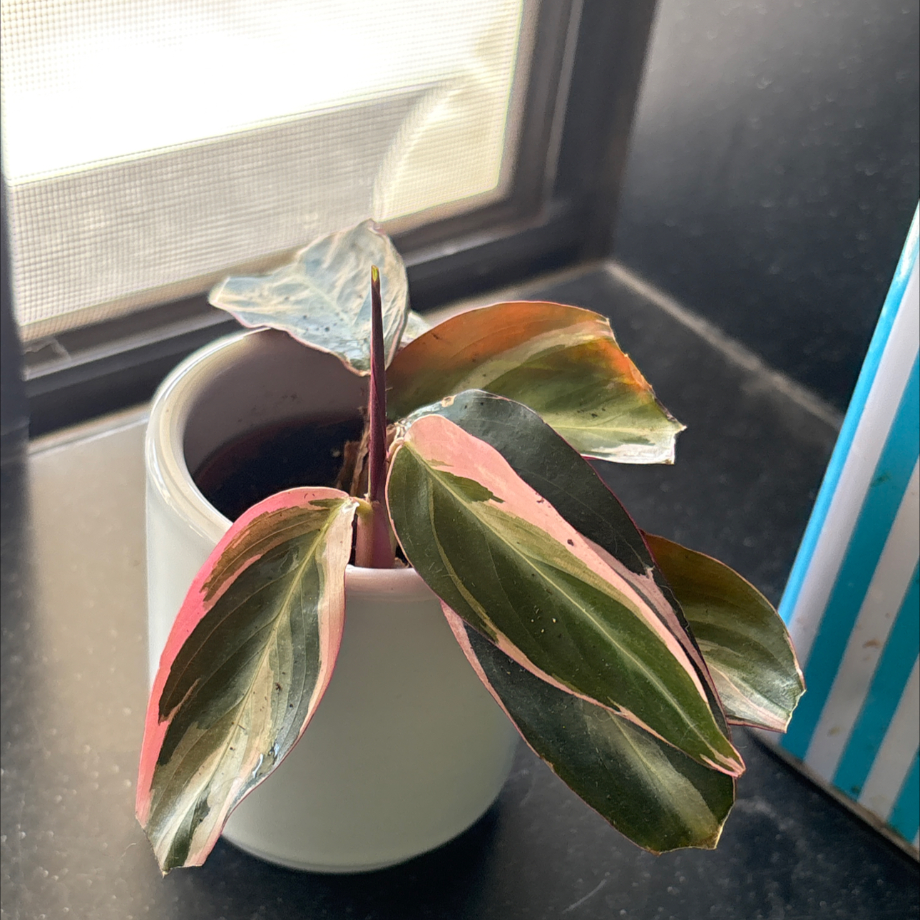 Photo of the plant species Stromanthe Triostar by @Forbes57 named Alastair on Greg, the plant care app