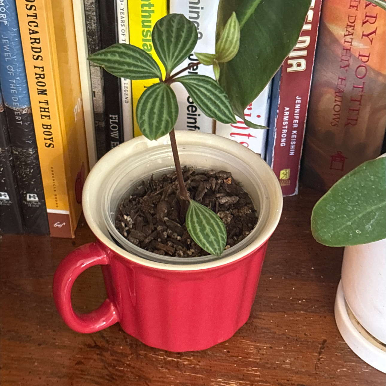 Photo of the plant species Stilt Peperomia by @Forbes57 named Shelley on Greg, the plant care app