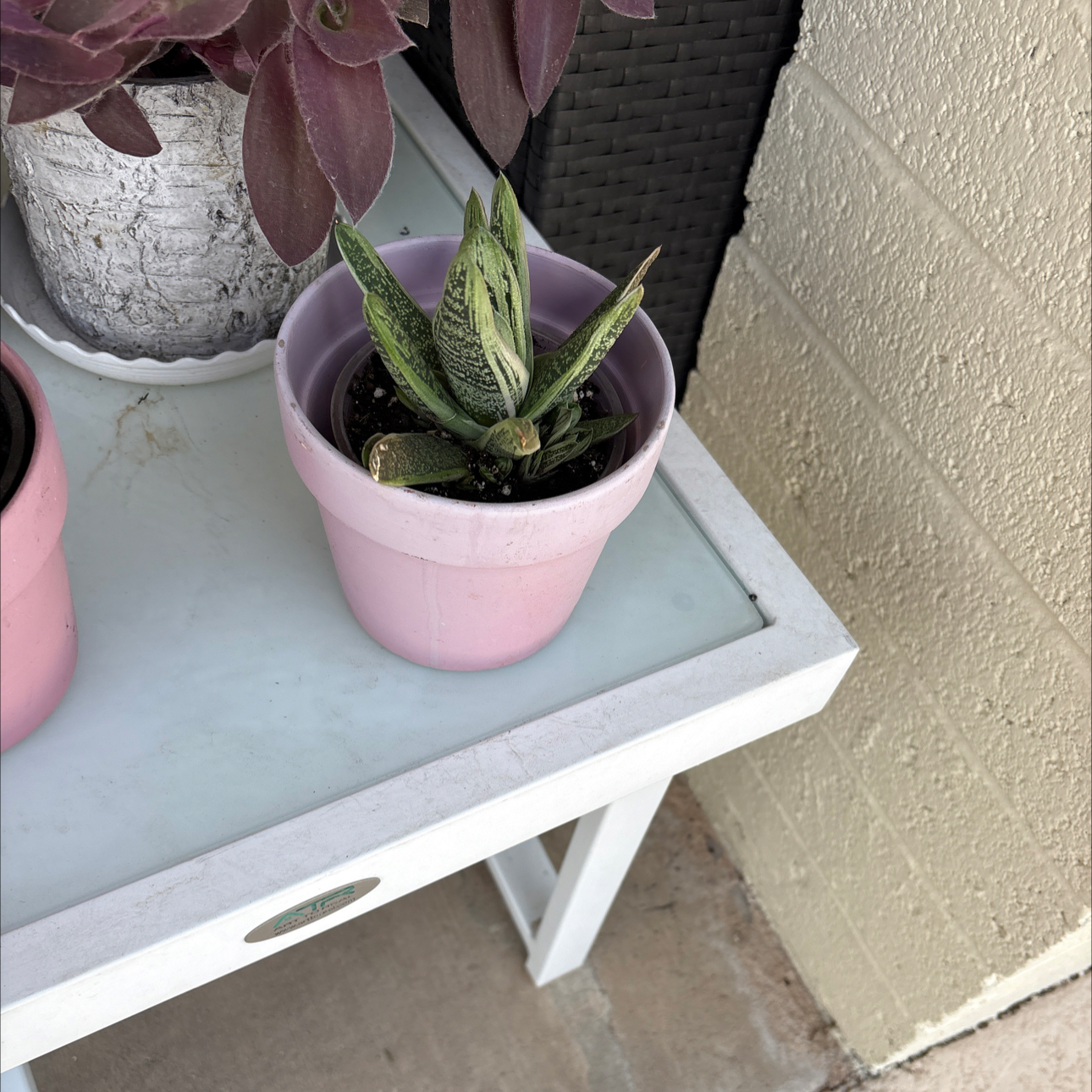 Photo of the plant species Gasteria 'Little Warty' by @Forbes57 named zzz Gaston on Greg, the plant care app