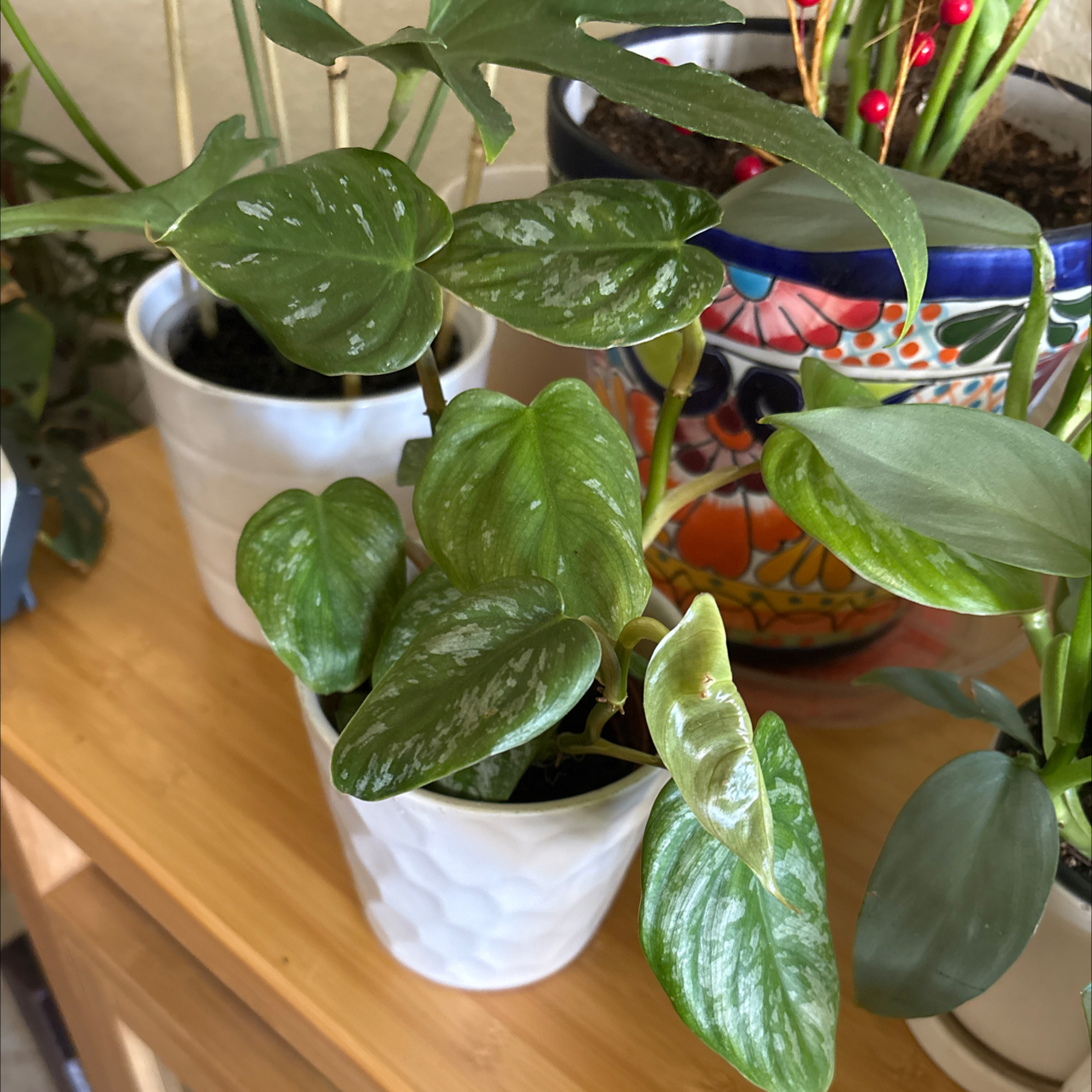 Photo of the plant species Philodendron 'Majestic' by @Forbes57 named Phillip on Greg, the plant care app