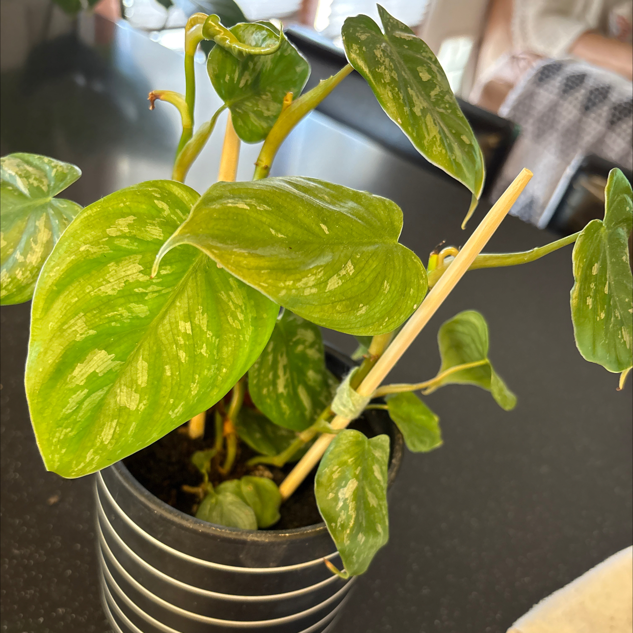 Photo of the plant species Philodendron 'Majestic' by @Forbes57 named Phillip on Greg, the plant care app