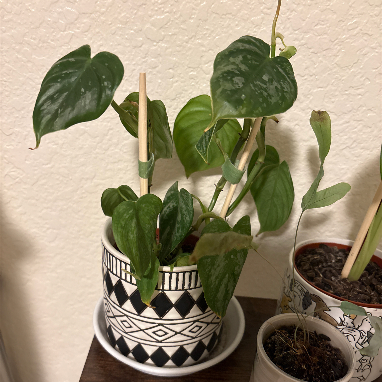 Photo of the plant species Philodendron 'Majestic' by @Forbes57 named Phillip on Greg, the plant care app