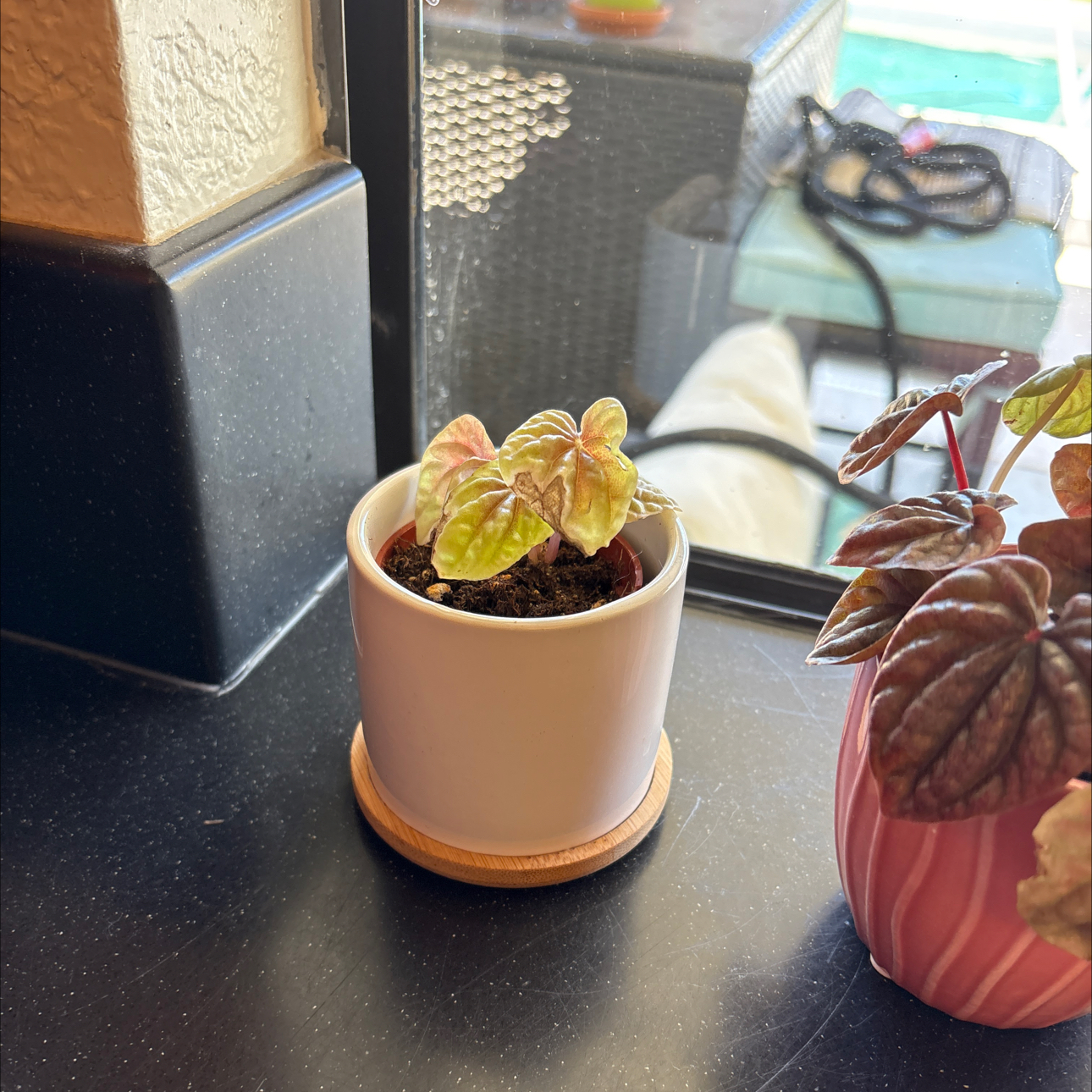 Photo of the plant species Peperomia Quito by @Forbes57 named Beatrice on Greg, the plant care app
