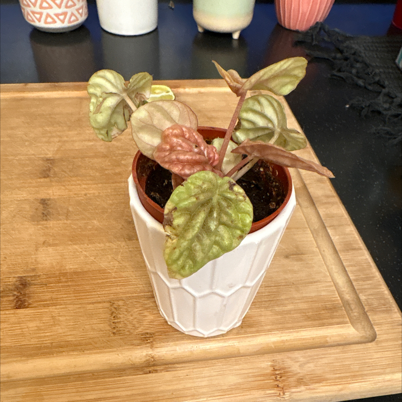 Photo of the plant species Peperomia Quito by @Forbes57 named Beatrice on Greg, the plant care app