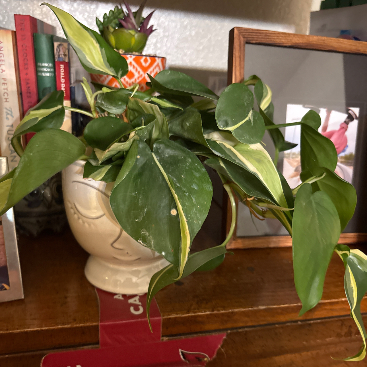 Photo of the plant species philodendron silver stripe by @Forbes57 named Tiburon on Greg, the plant care app
