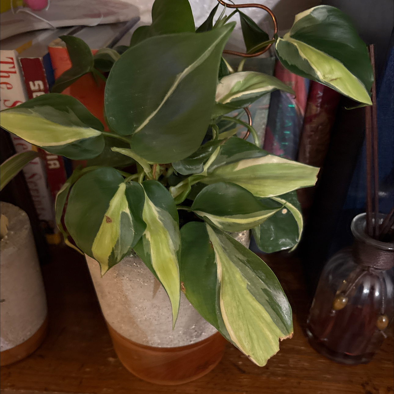 Photo of the plant species philodendron silver stripe by @Forbes57 named Tiburon on Greg, the plant care app