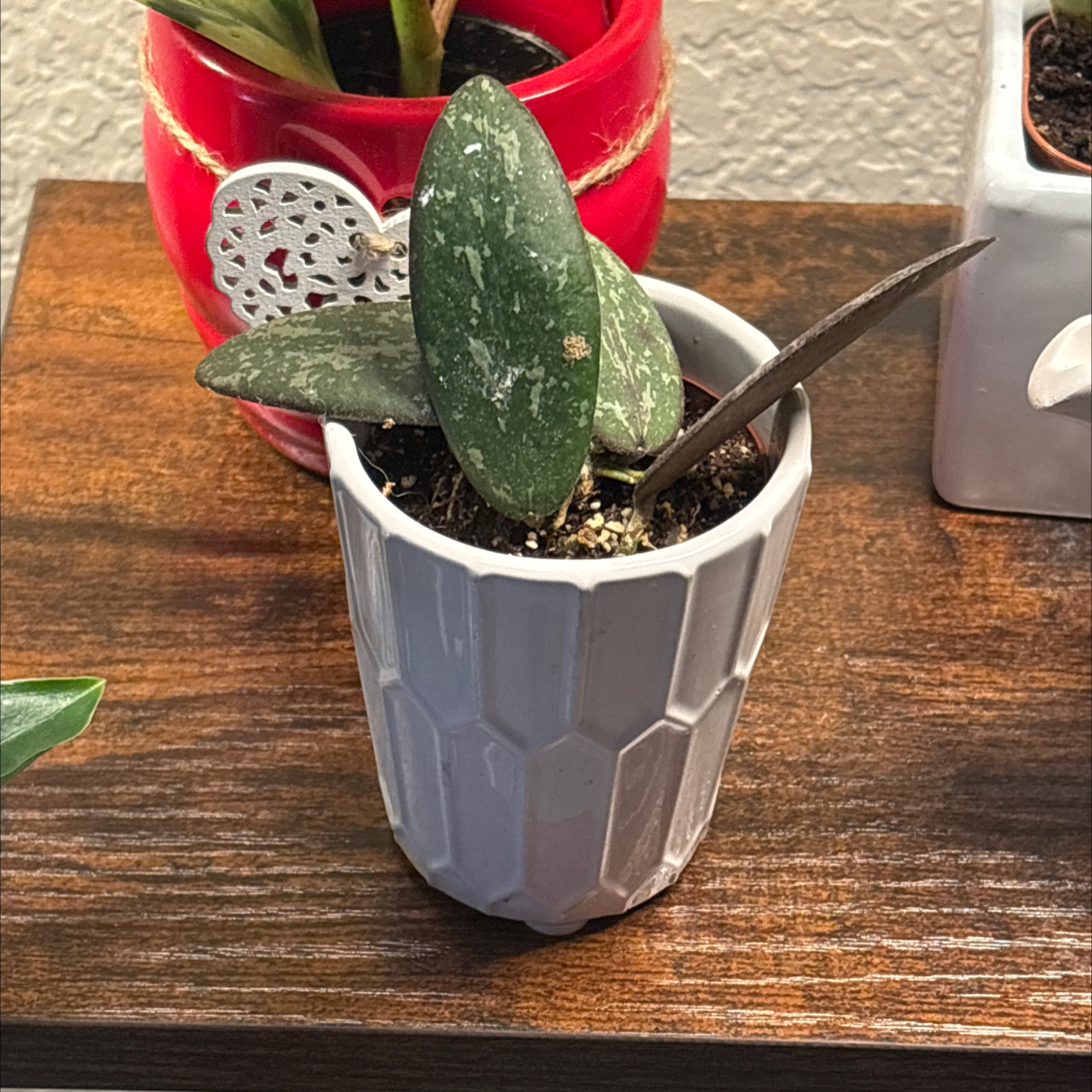 Photo of the plant species Hoya sigillatis silver by @Forbes57 named Horatio on Greg, the plant care app