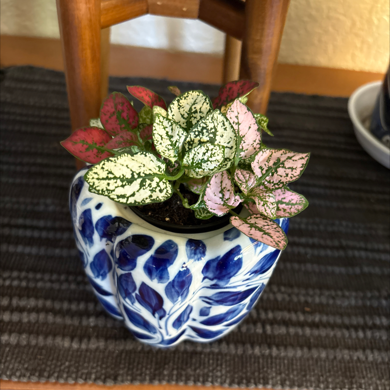 Photo of the plant species Pink Fittonia by @Forbes57 named Sigmund on Greg, the plant care app