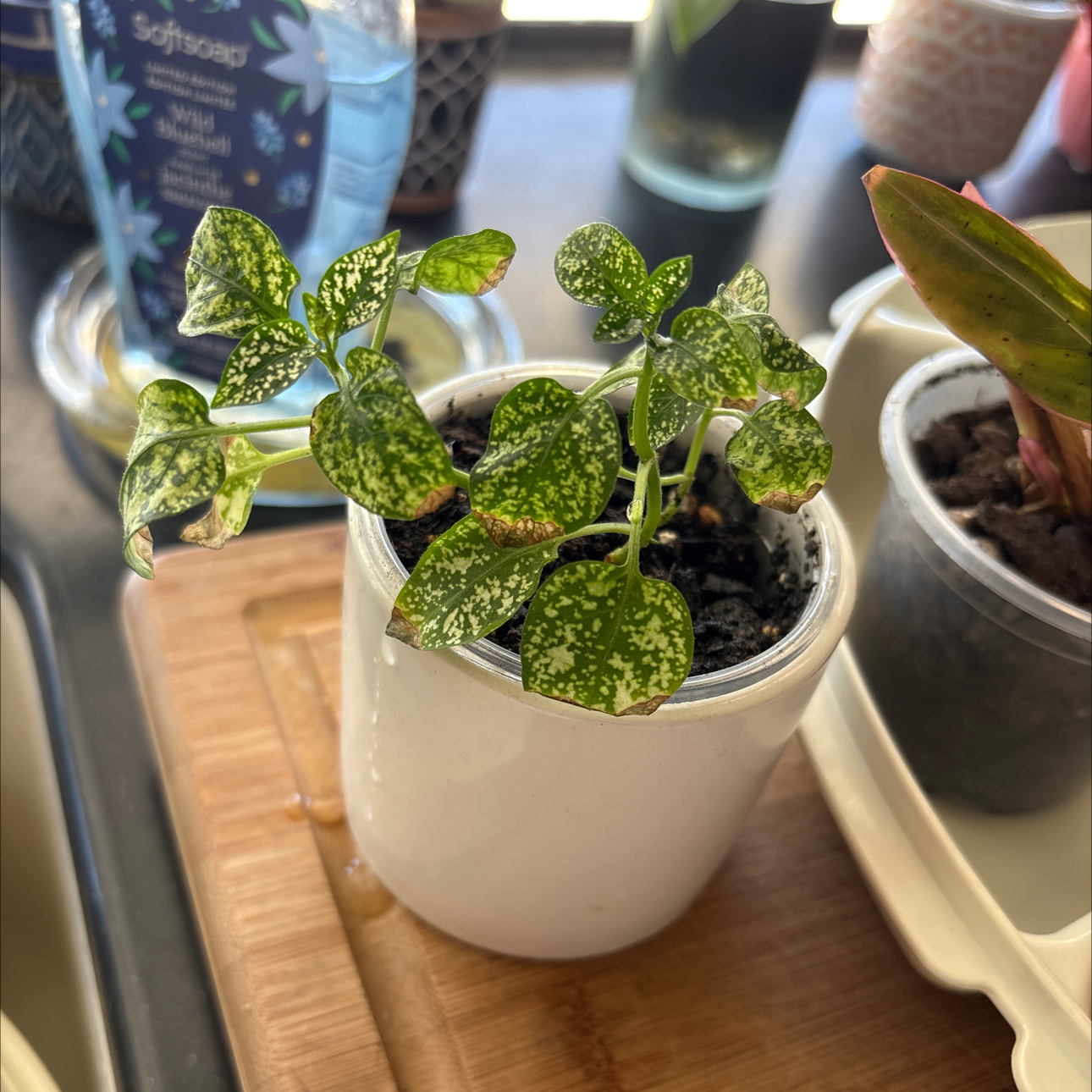 Photo of the plant species Pink Fittonia by @Forbes57 named Sigmund on Greg, the plant care app