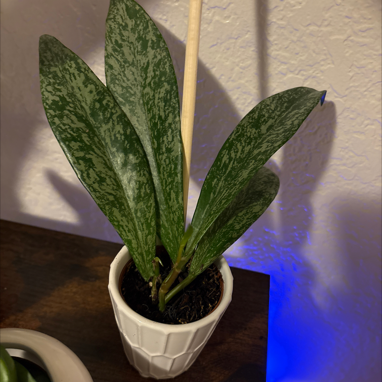 Photo of the plant species Hoya 'Publicalyx Splash' by @Forbes57 named Mycroft on Greg, the plant care app