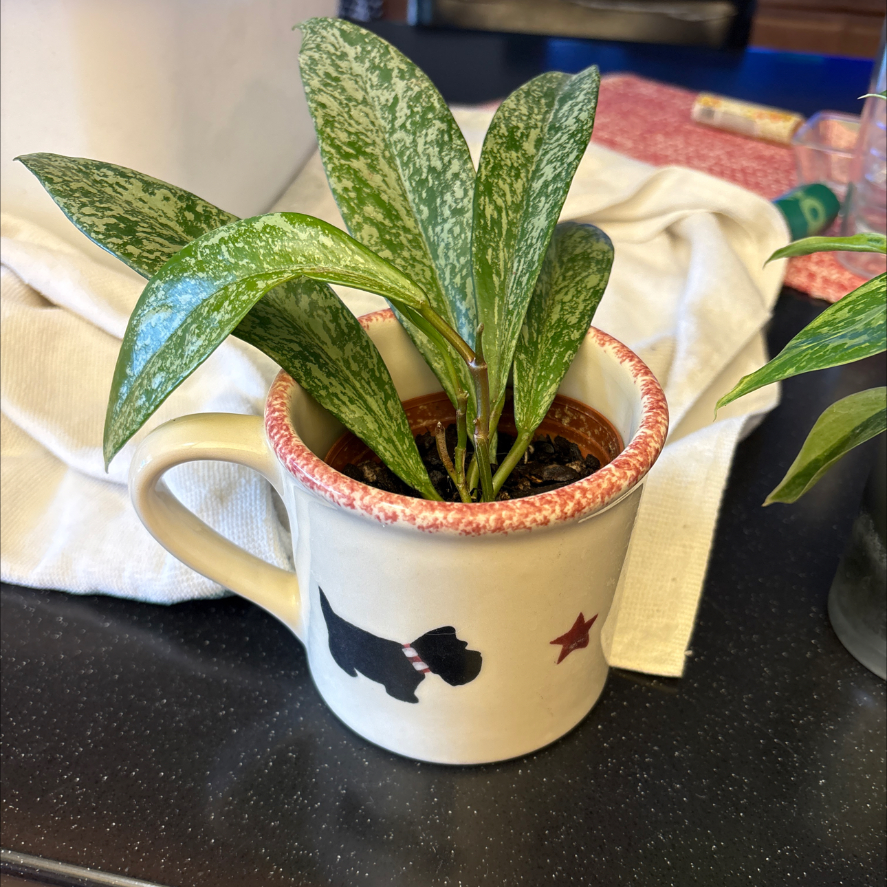 Photo of the plant species Hoya 'Publicalyx Splash' by @Forbes57 named Mycroft on Greg, the plant care app