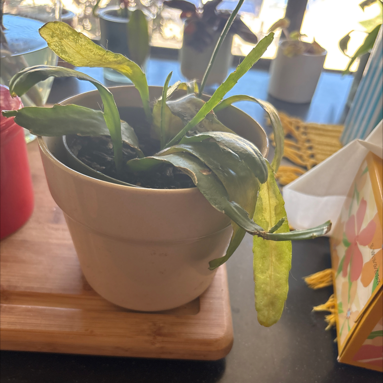Photo of the plant species Ric Rac Cactus by @Forbes57 named zzz Ricky on Greg, the plant care app