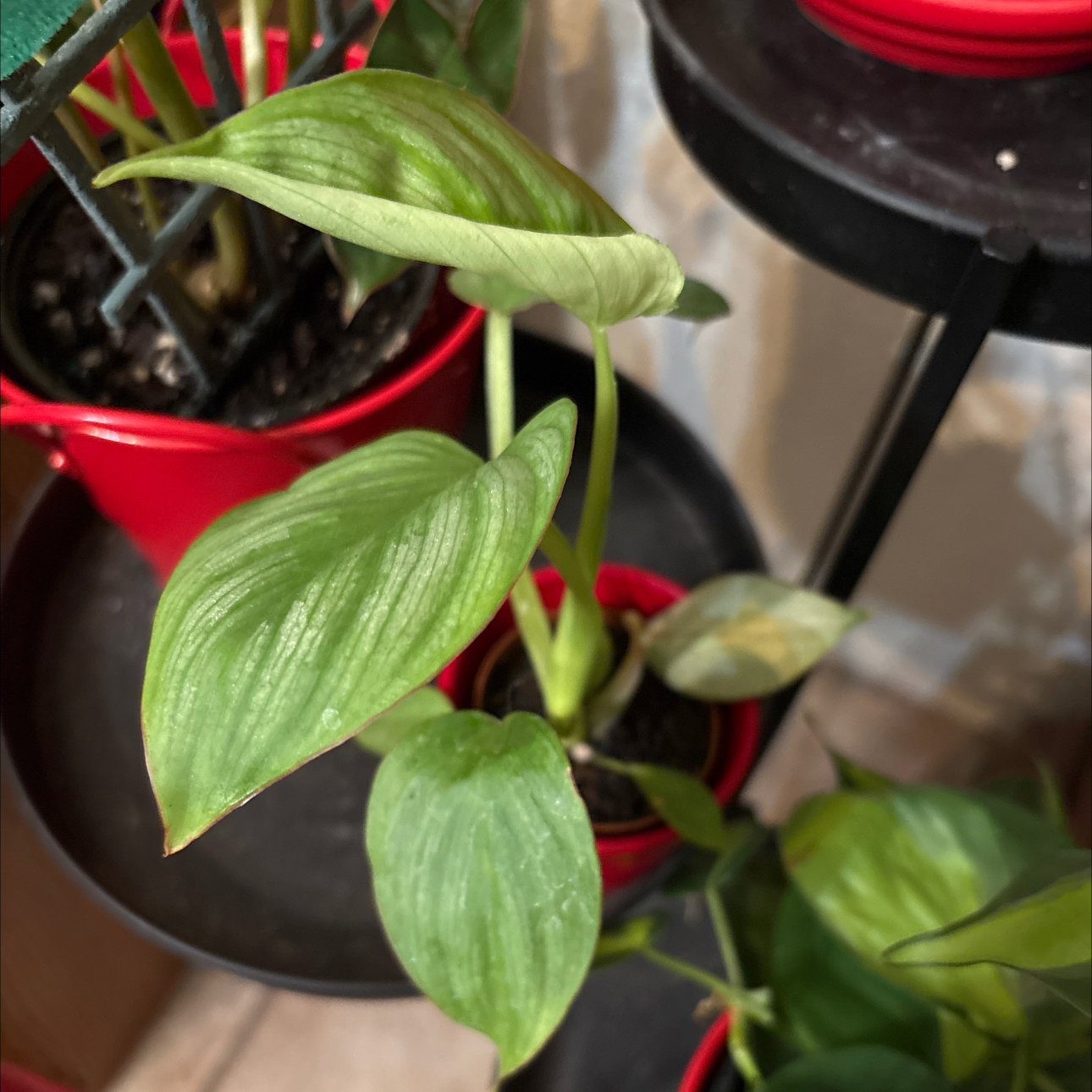 Photo of the plant species Philodendron 'Silver Cloud' by @Forbes57 named Amelia Bedelia (Mamei) on Greg, the plant care app