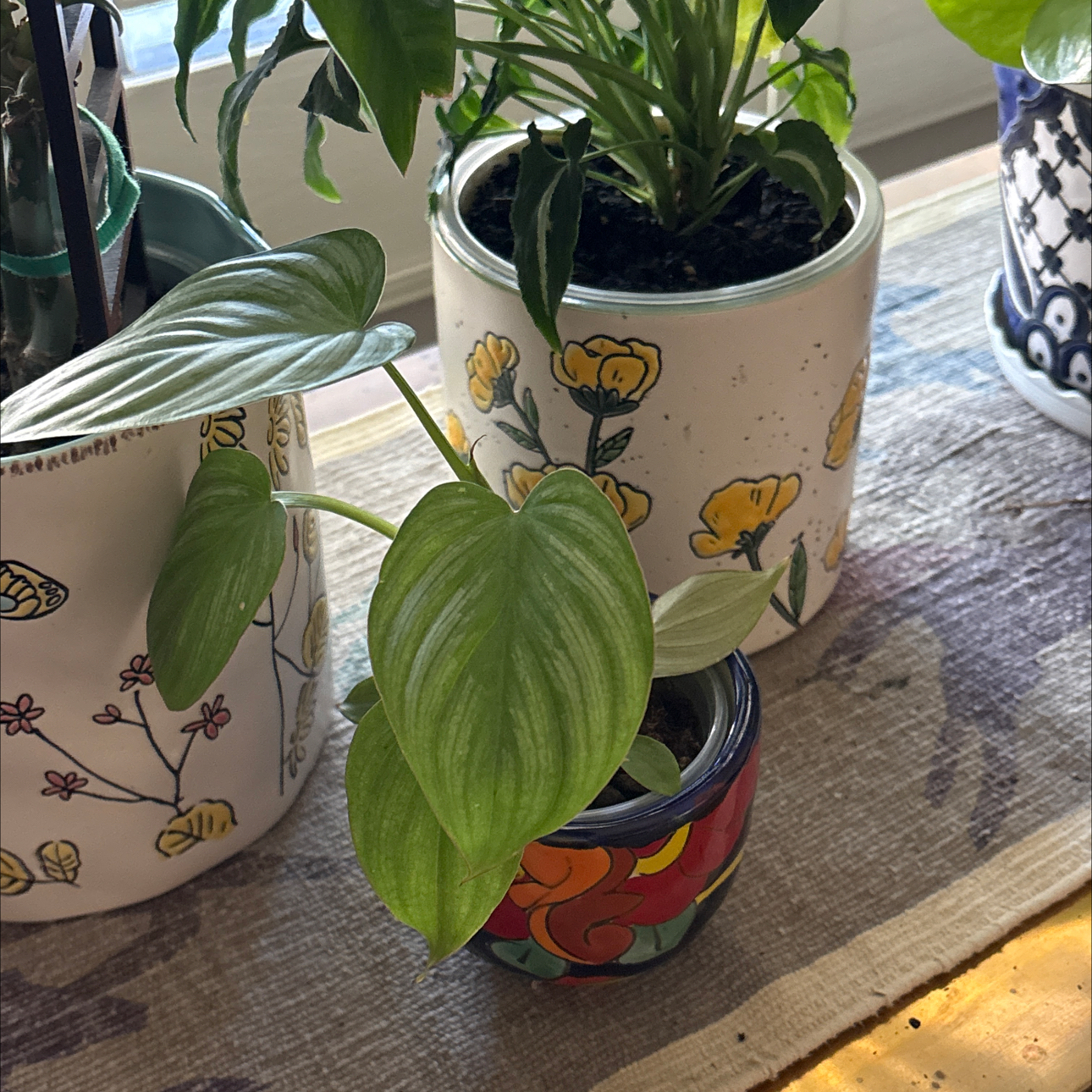 Photo of the plant species Philodendron 'Silver Cloud' by @Forbes57 named Amelia Bedelia (Mamei) on Greg, the plant care app