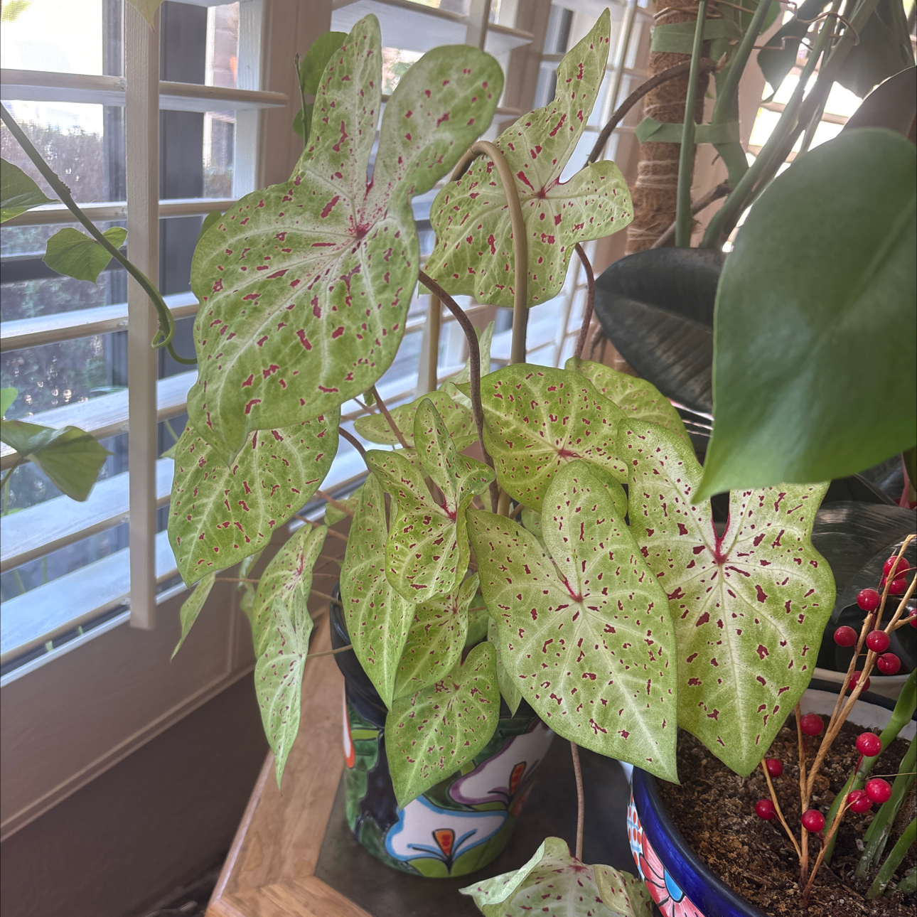 Photo of the plant species 'Miss Muffet' Angel Wings by @Forbes57 named Miss Muffet on Greg, the plant care app