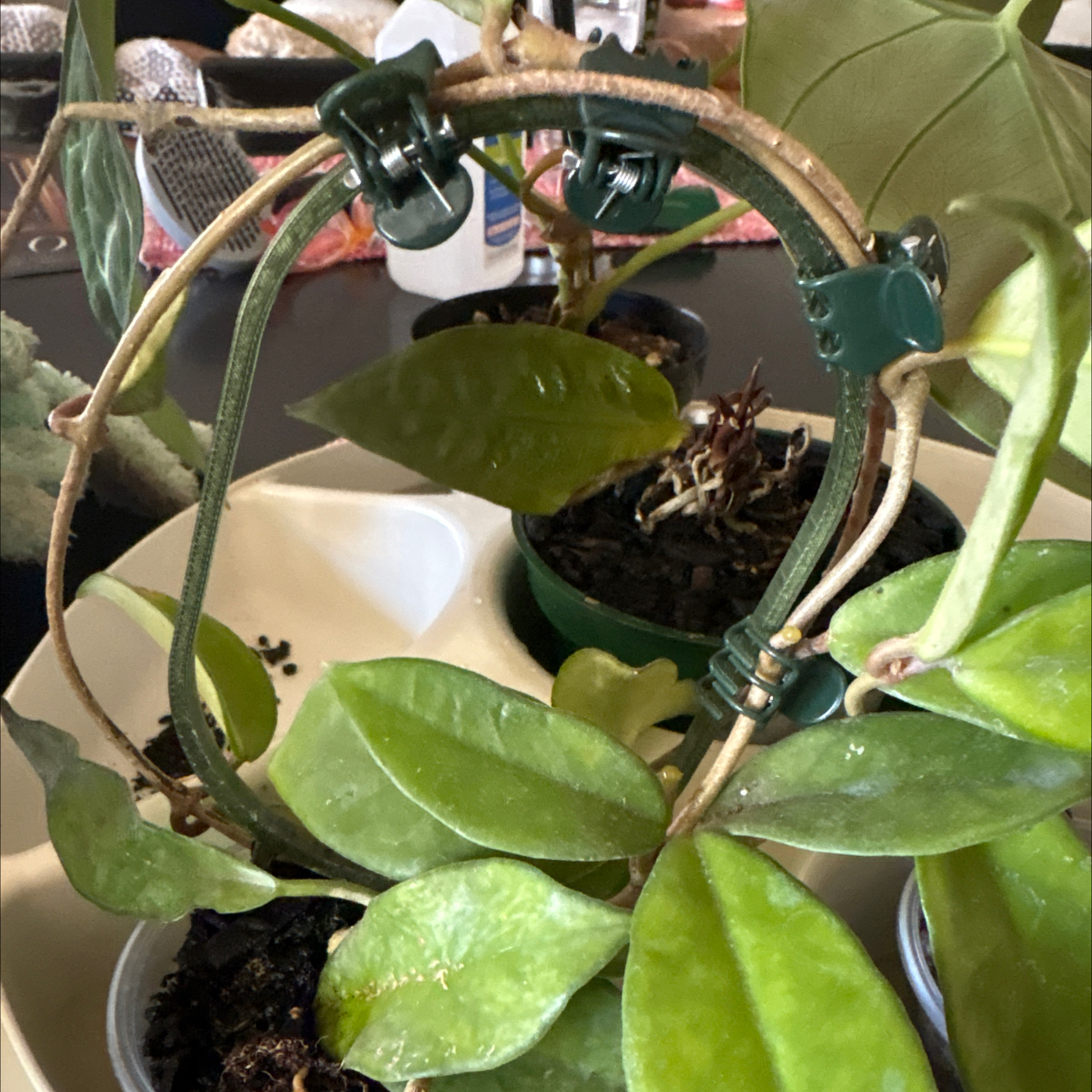 Photo of the plant species Hoya Jade by @Forbes57 named Fiona on Greg, the plant care app