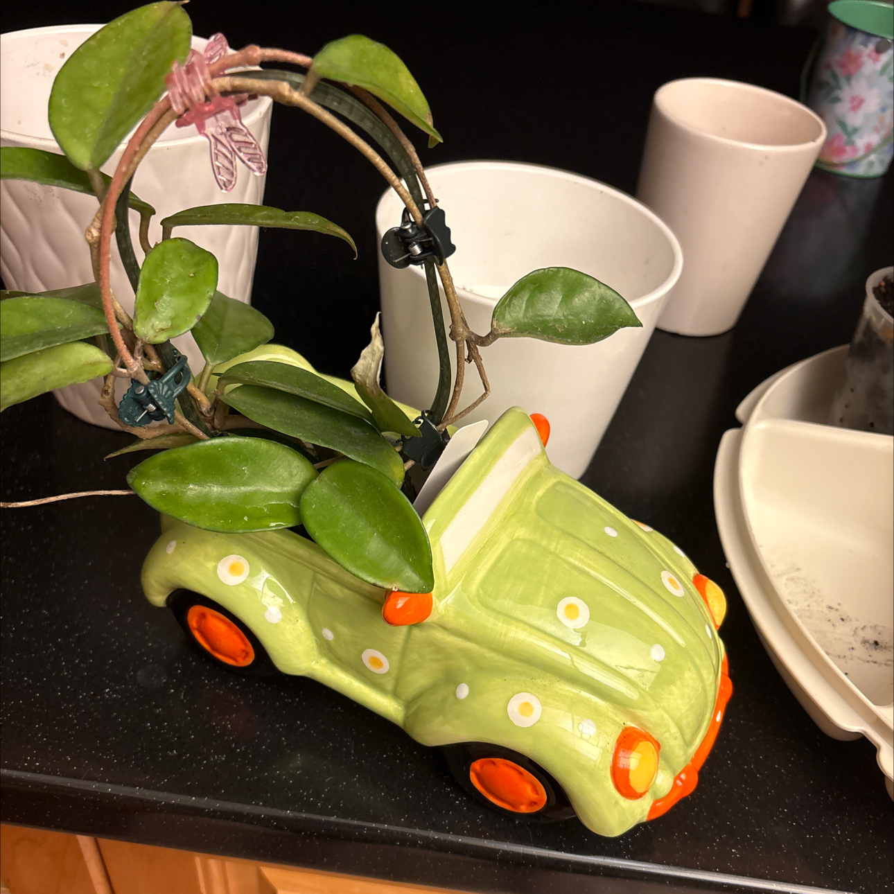 Photo of the plant species Hoya Jade by @Forbes57 named Fiona on Greg, the plant care app