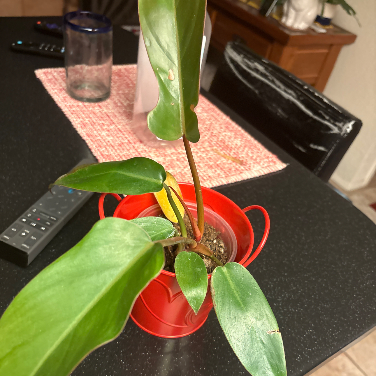 Photo of the plant species Philodendron 'Florida Bronze' by @Forbes57 named Bronwyn on Greg, the plant care app
