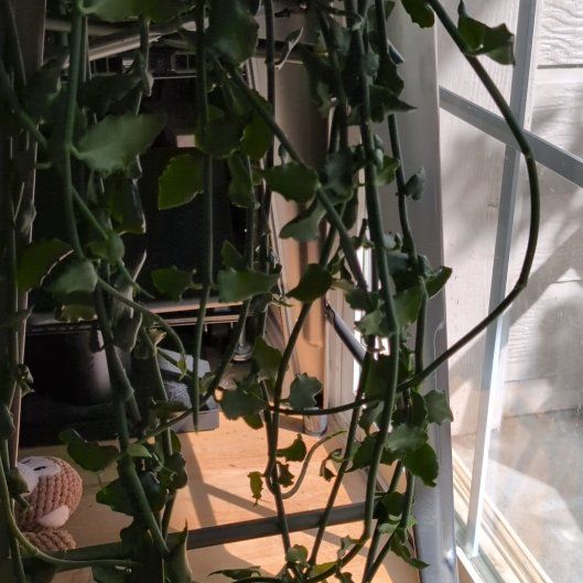 Photo of the plant species Parachute Plant by @EarnestMizuna18 named MC Hammer on Greg, the plant care app