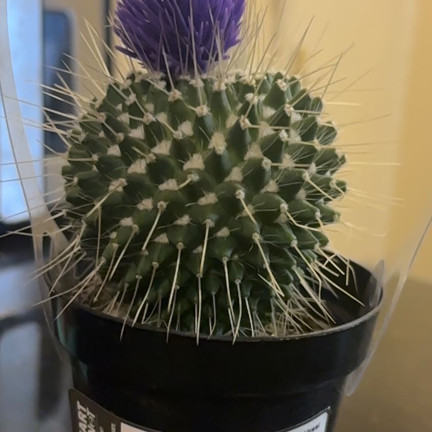 Photo of the plant species Mammillaria carnea by @SirChamisa72 named Jack on Greg, the plant care app