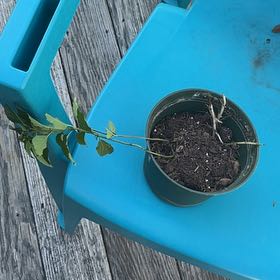 Photo of the plant species Swiss Peppermint by @GreatPalqui2 named Windle on Greg, the plant care app