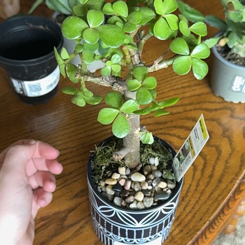 Photo of the plant species Jade Tree by @SuperbHenbane named Curie on Greg, the plant care app