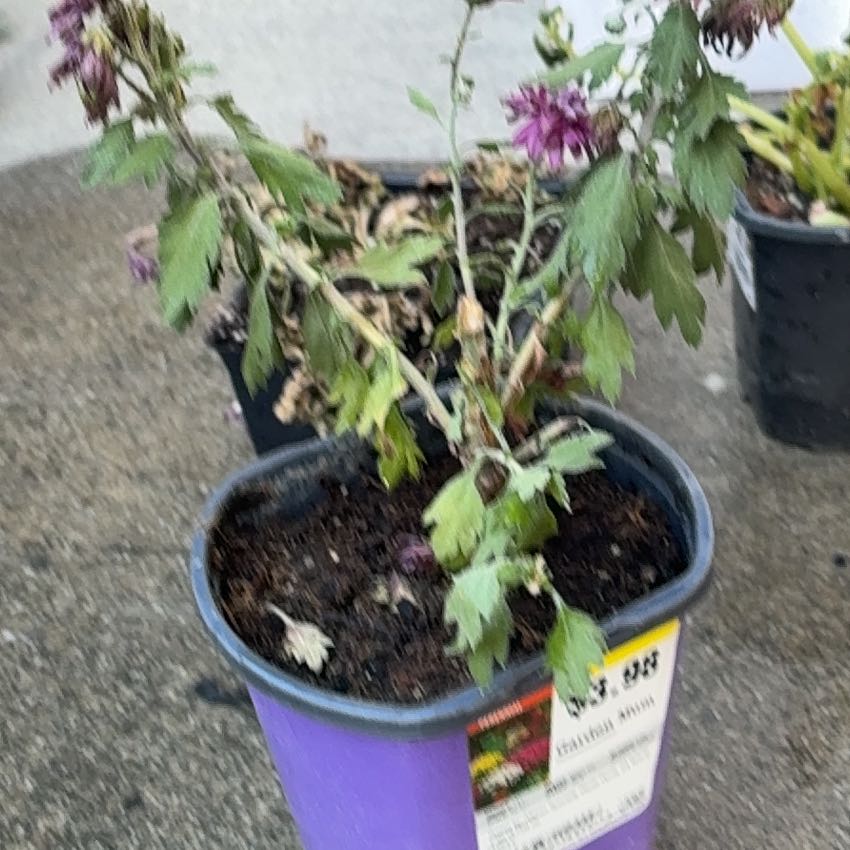Photo of the plant species Garden Mum 'Purple' by @IdealSuncup5 named Zeus on Greg, the plant care app