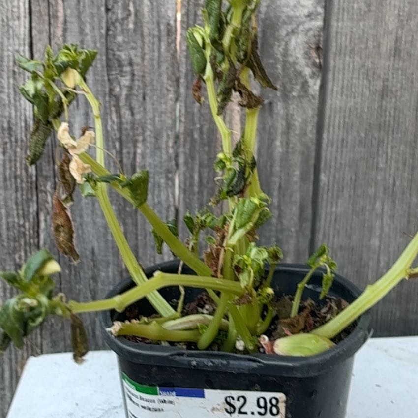 Photo of the plant species Impatiens Beacon® Otway Mixture by @IdealSuncup5 named Fernie Mac on Greg, the plant care app