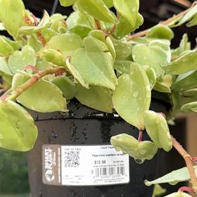 Photo of the plant species Cupid Peperomia by @RadPlain27 named Gomez on Greg, the plant care app
