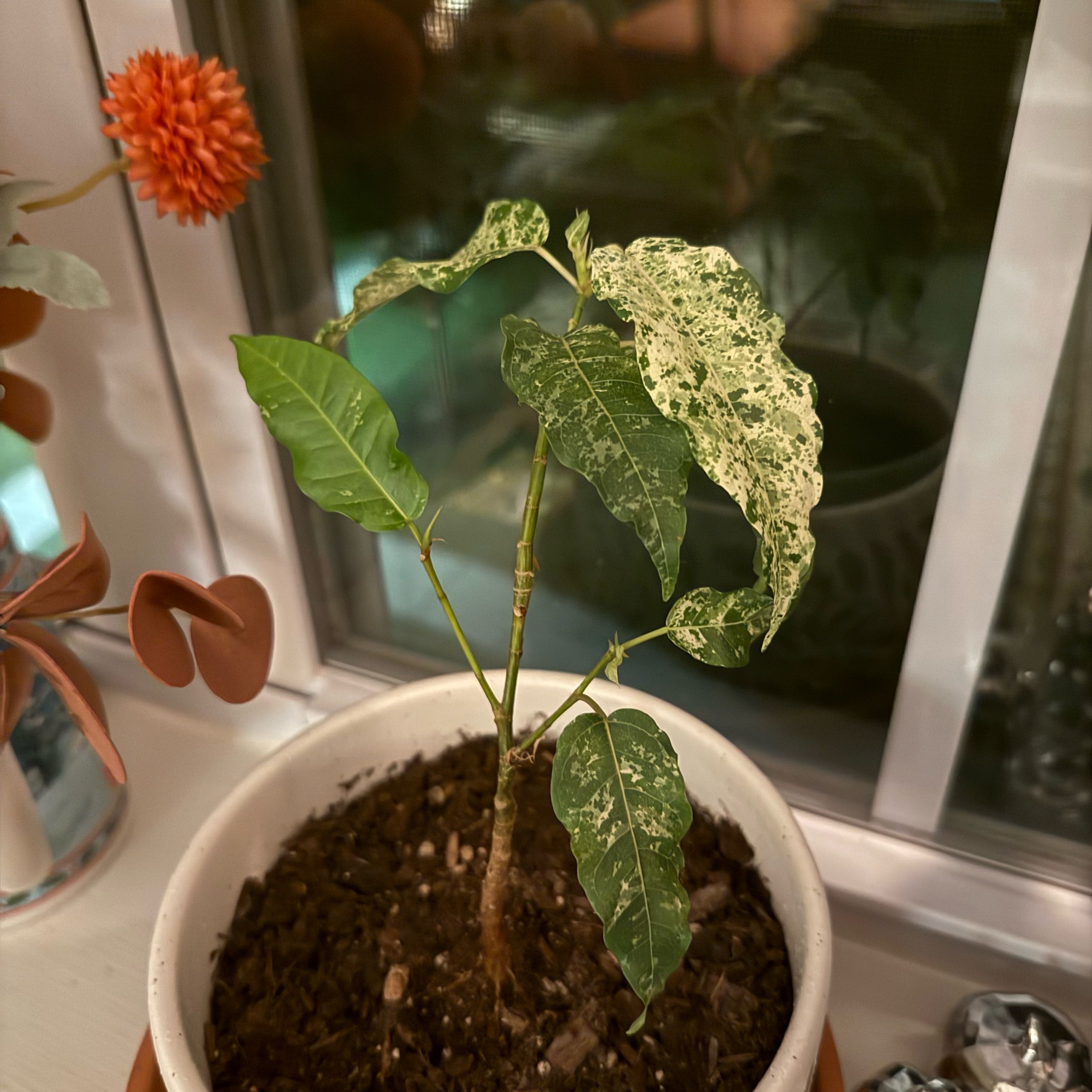 Photo of the plant species Clown Fig by @cozymeg named Nemo on Greg, the plant care app