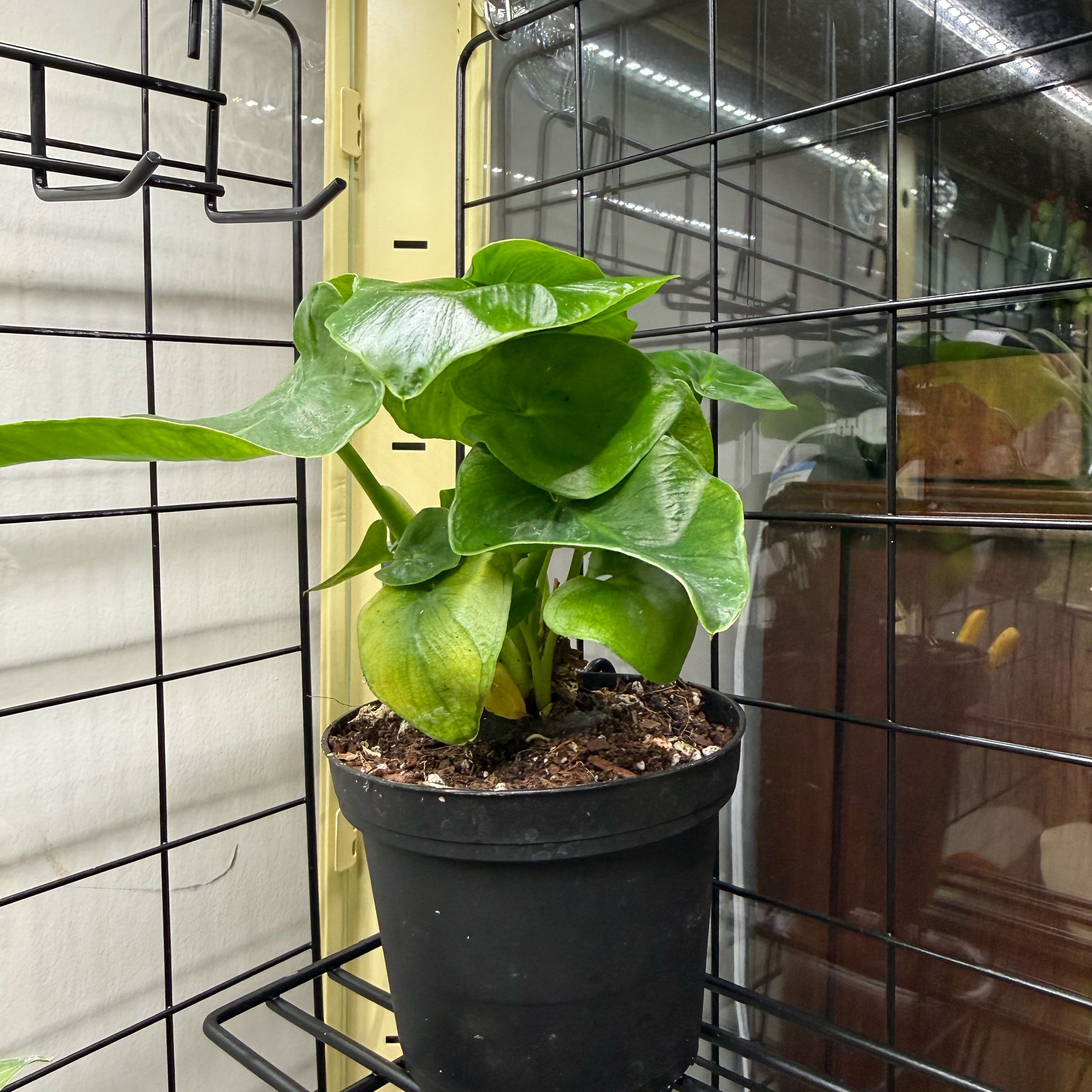 Photo of the plant species Philodendron 'Super Atom' by @cozymeg named Atom Sandler on Greg, the plant care app