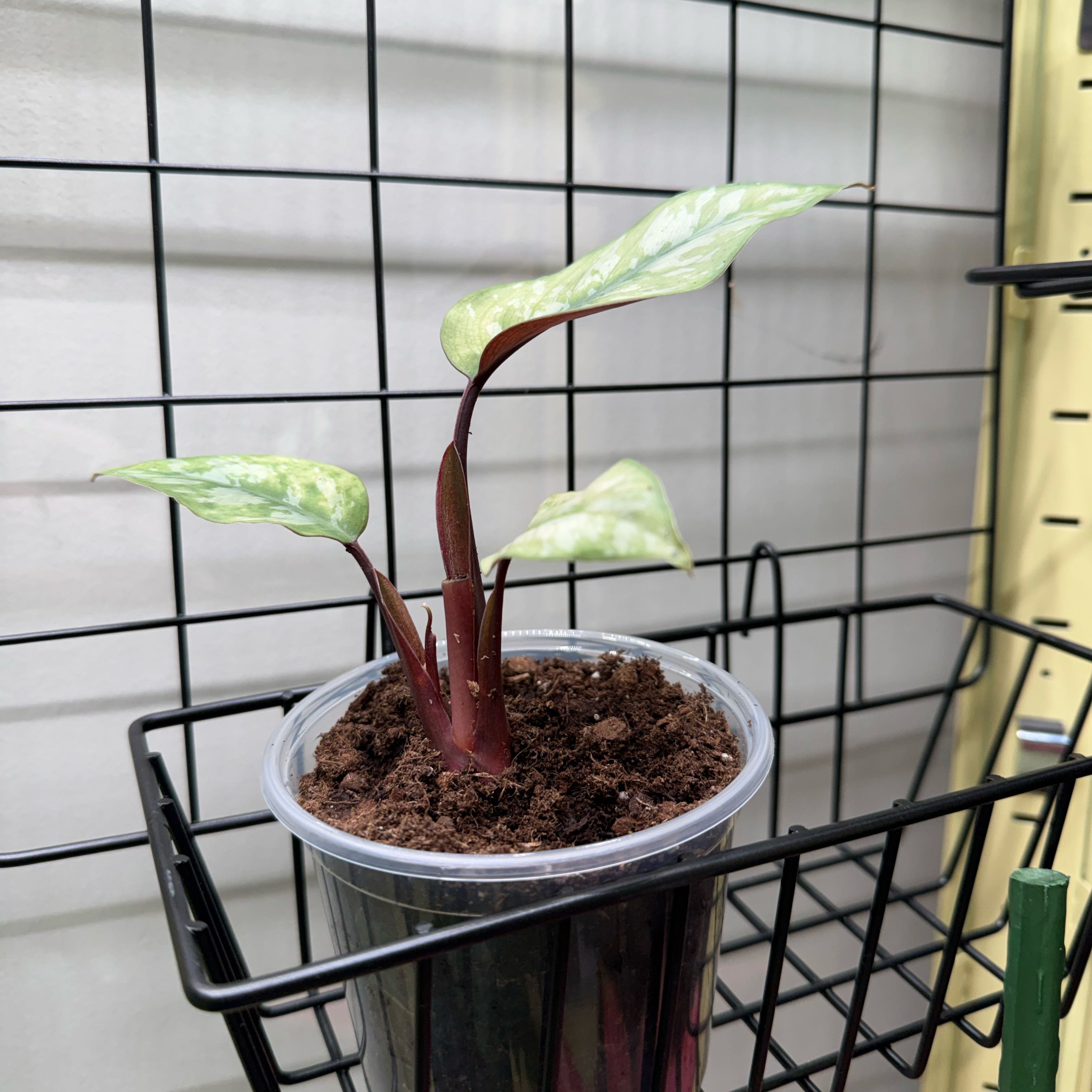 Photo of the plant species Apoballis acuminatissima 'Lavallaei' by @cozymeg named Bootz on Greg, the plant care app