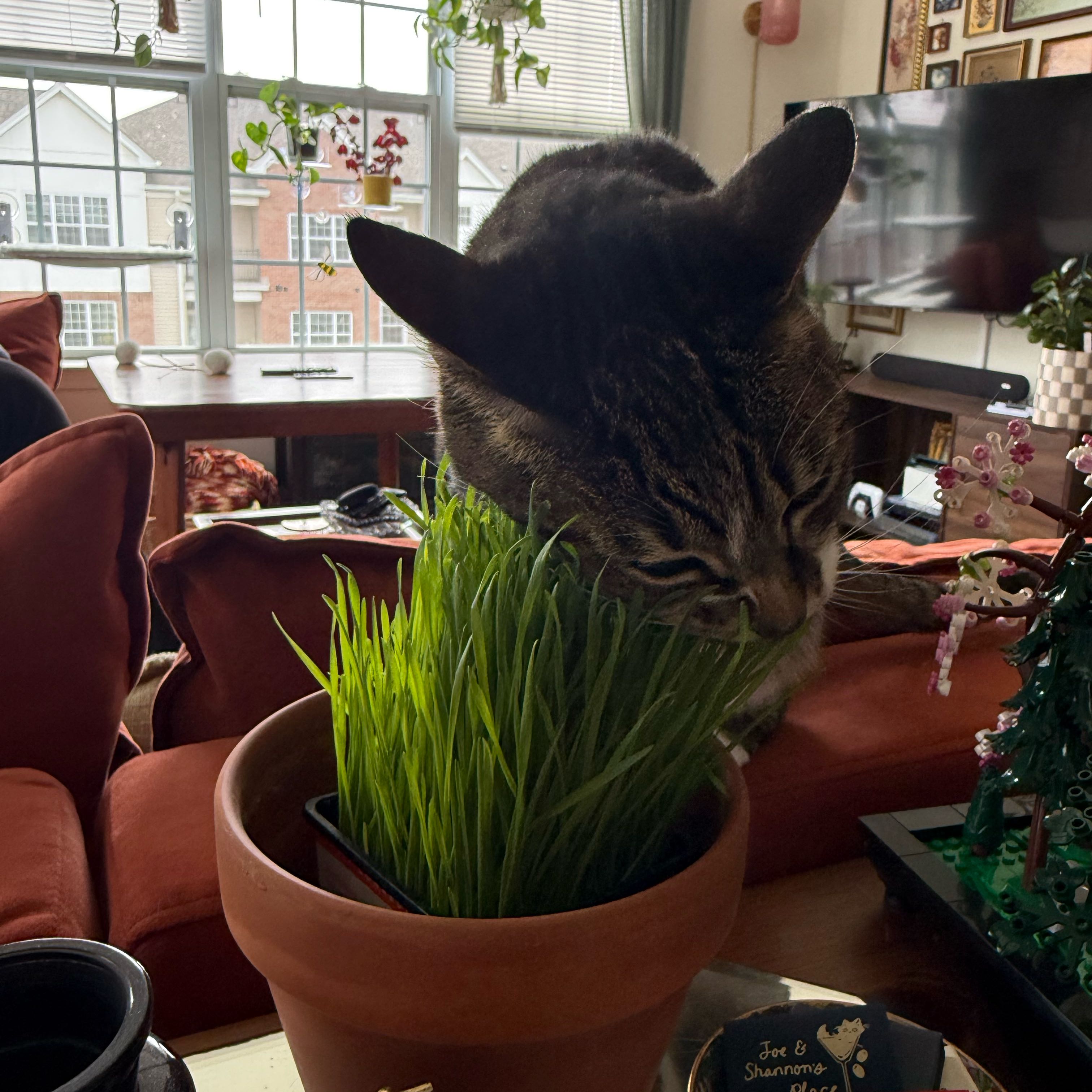 Photo of the plant species Wheatgrass by @cozymeg named Munchies on Greg, the plant care app
