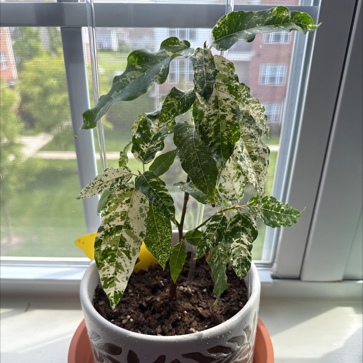 Photo of the plant species Clown Fig by @cozymeg named Nemo on Greg, the plant care app