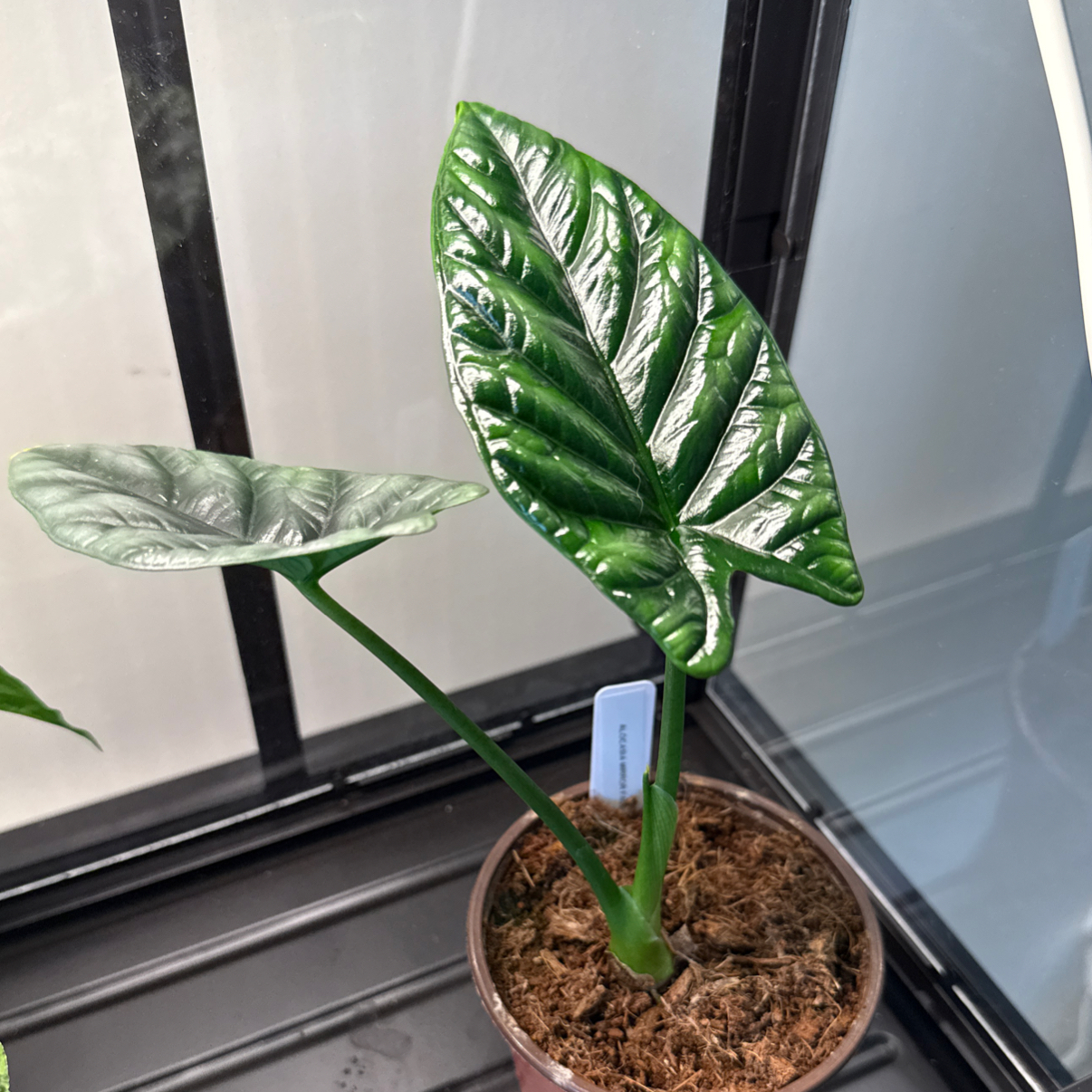 Photo of the plant species Alocasia Mirror Face by @cozymeg named Olsen on Greg, the plant care app