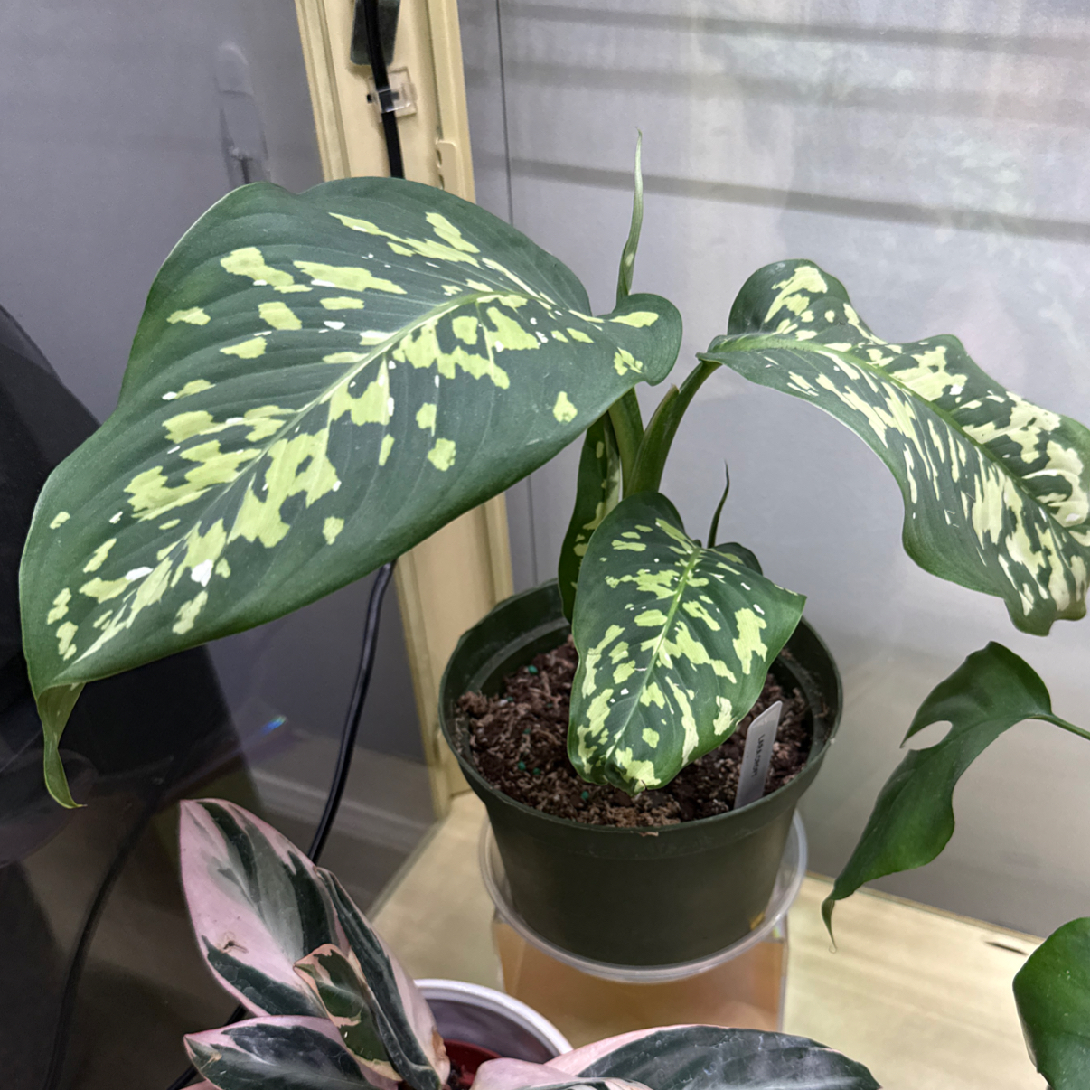 Photo of the plant species Camouflage by @cozymeg named Lara Croft on Greg, the plant care app