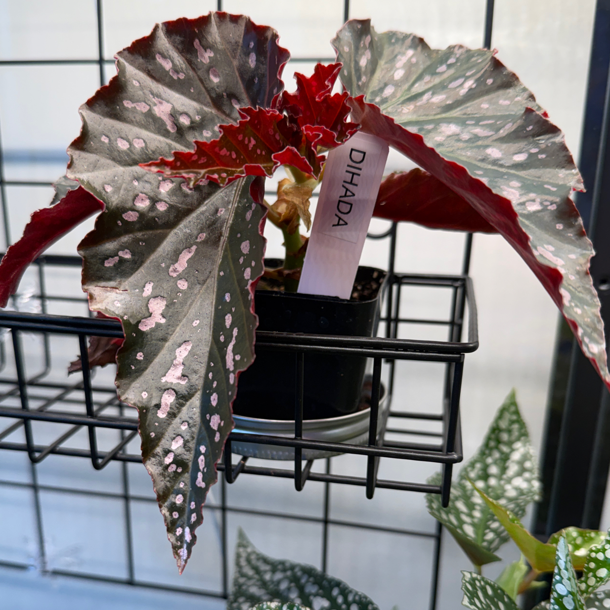 Photo of the plant species Vernona Angelwing Begonia by @cozymeg named Dihada on Greg, the plant care app