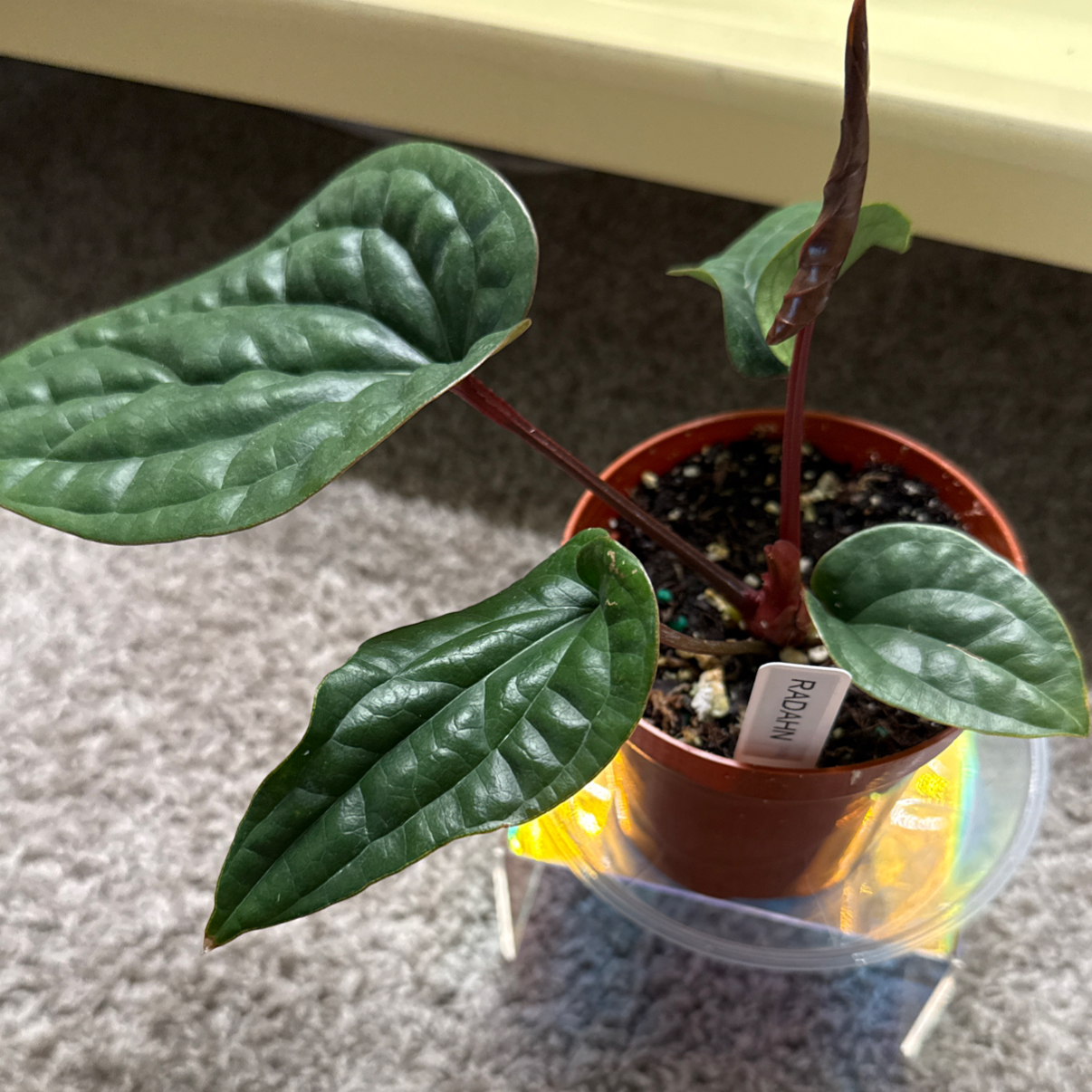 Photo of the plant species Anthurium Radicans x Luxurians by @cozymeg named Radahn on Greg, the plant care app