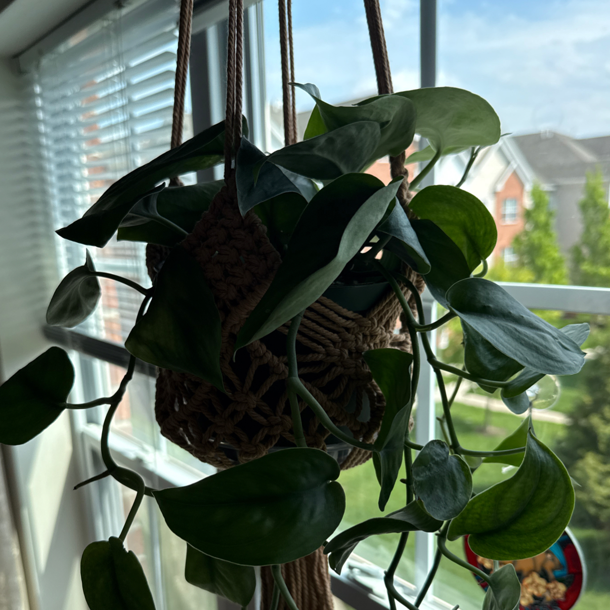 Photo of the plant species Scindapsus Jade Satin Aurea Variegated by @cozymeg named Elphaba on Greg, the plant care app
