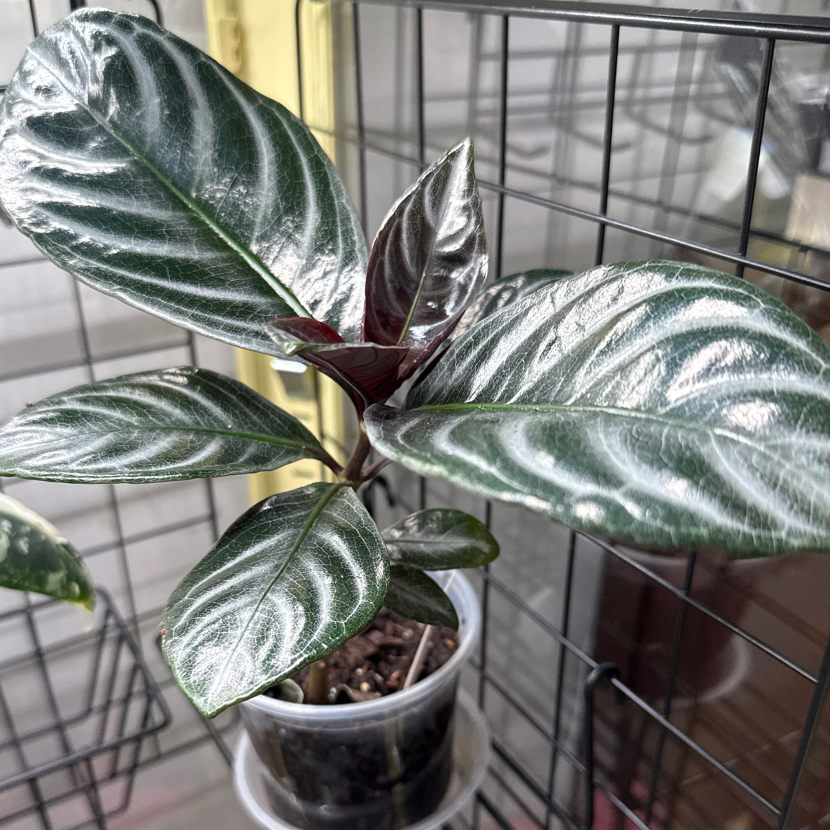 Photo of the plant species Zebra Fuego by @cozymeg named Hot Marty on Greg, the plant care app